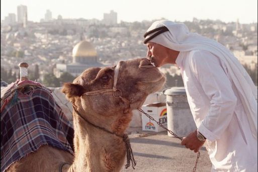 Kissing-Camels