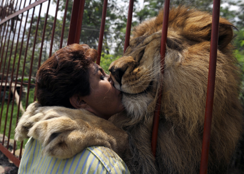 lion kiss anishjai